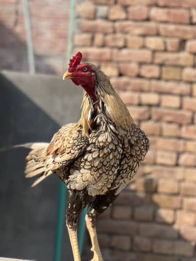 Pure Aseel mianvali Muraga