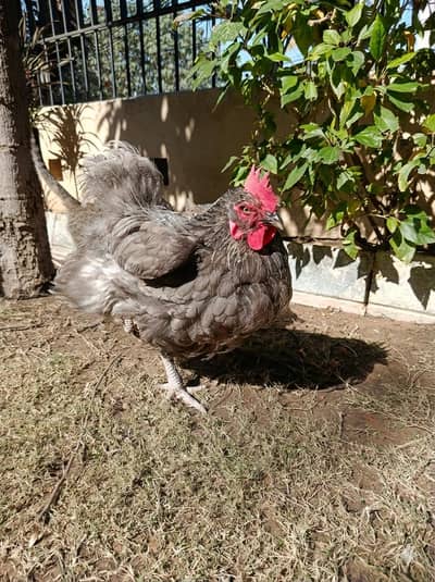 BLUE BUFF HEAVY FEMALE