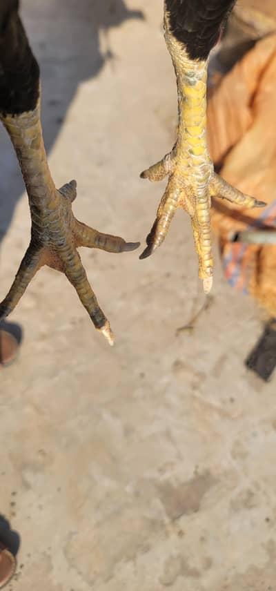 pure aseel home bareed madi