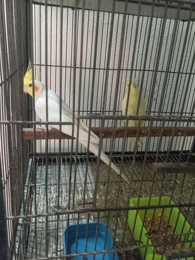 Cocktail breeder pair or Pathy Location Jarnwala Sirf call O3O34O88469