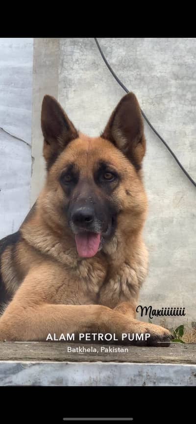 German shepherd working line