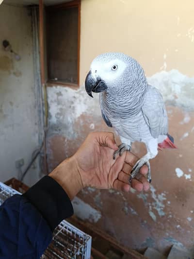 African Talking pair