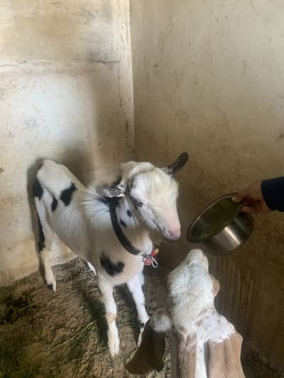 Gulabi teddy breeder