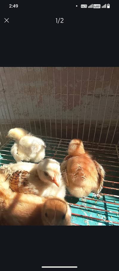 Desi Murghi ke Chicks for Sale (7–10 Days Old)