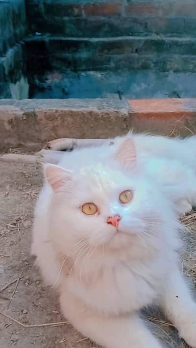white colour Persian cat Punch face button eyes yellow