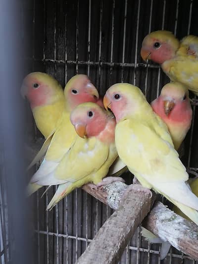 common lutino red eye self phaty home breed