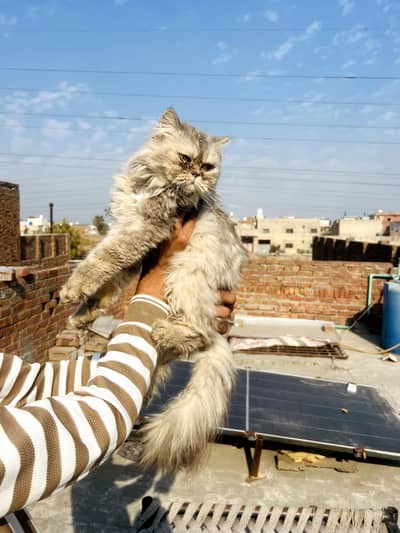 extream punch face light grey colour adult female