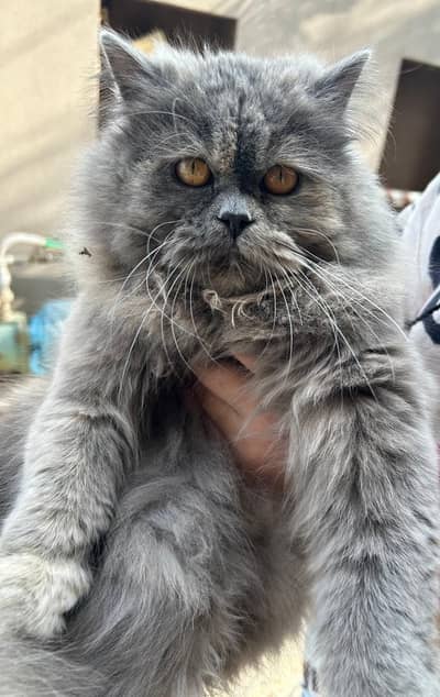 Grey Persion cat | punch face | Triple coated