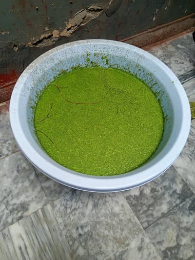 The Cheapest Duckweed Plant For Sale