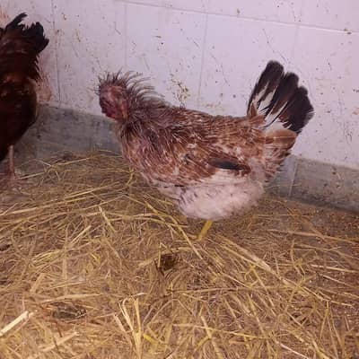 daise morgi Ondo do wali