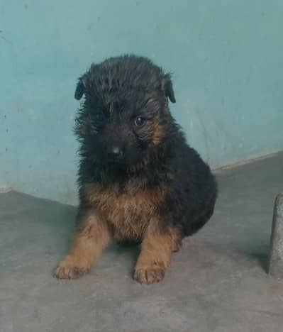 German Shepherd female for sale long coat