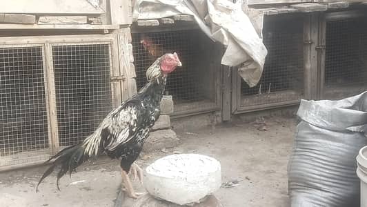 Quality aseel Murgha for sale