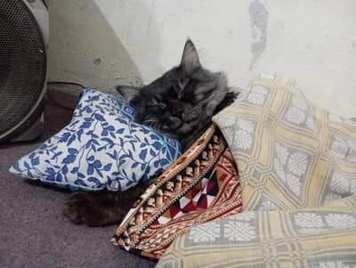 Double coated smokey grey black age 1.5 year fully trained male cat