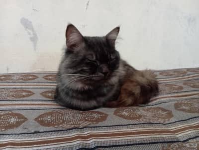 Double coated smokey grey black age 1.5 year fully trained male cat
