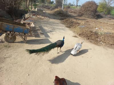 blue shoulder breeder peacock pair healthy and active