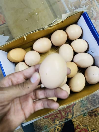 Assle Shamo Egg 100% Orginal!