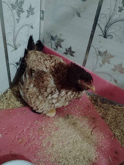 aseel madi with 9 chicks for sale