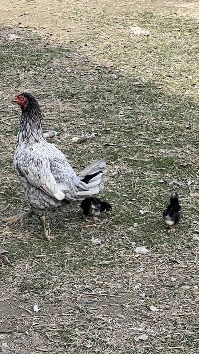 Aseel hen with bantam chicks