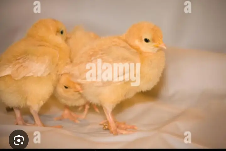 gelden heavy buff/white buff chicks/fancy hen/heavy buff chick's/chu — photo 8