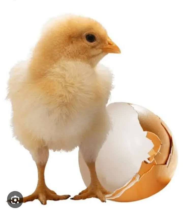 gelden heavy buff/white buff chicks/fancy hen/heavy buff chick's/chu — photo 9