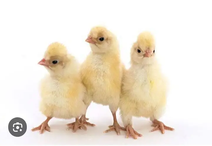 gelden heavy buff/white buff chicks/fancy hen/heavy buff chick's/chu — photo 10