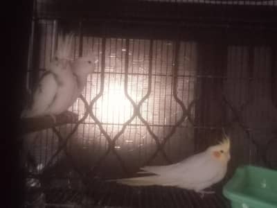 4 cocktail and 3 white parrots