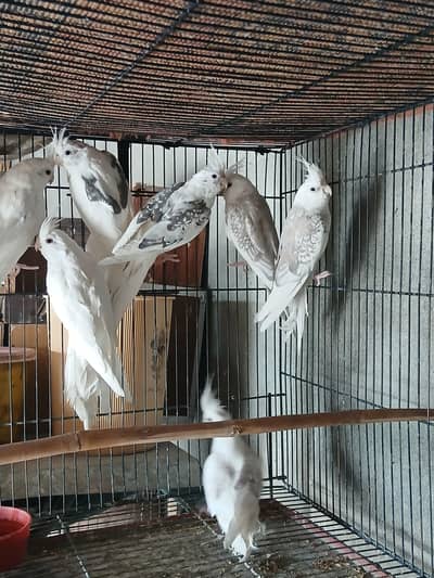 Healthy Eno Cockateil Pairs for Sale