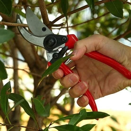 Flower Cutter Garden Pruning Shears Model 8 inch