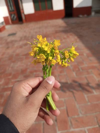 Female, Girs Rently home job avalible