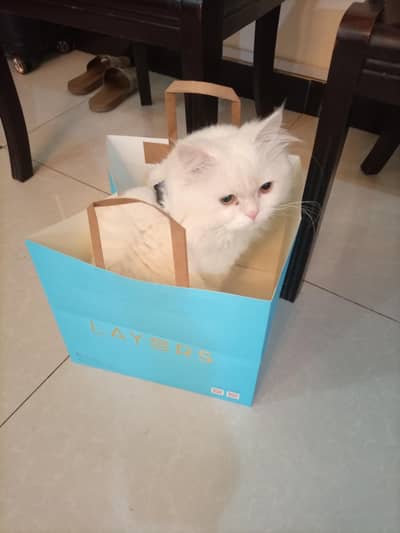 Adorable Pure Persian male kitten available for a loving home