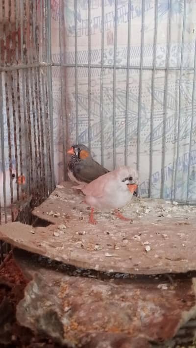 zebra common finch pair