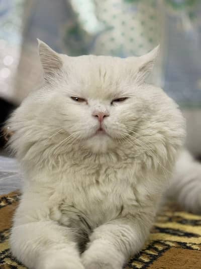 PERSIAN MALE CAT FOR SALE