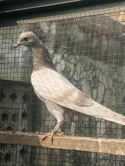 parwazi bachay available/ teddy kamagar bachay