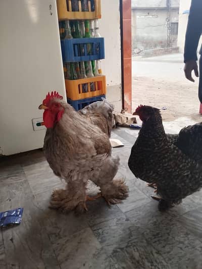 Golden heavy buff breader pair for sale in reasonable price