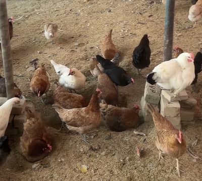 Golden mishri lohman brown mix for sale