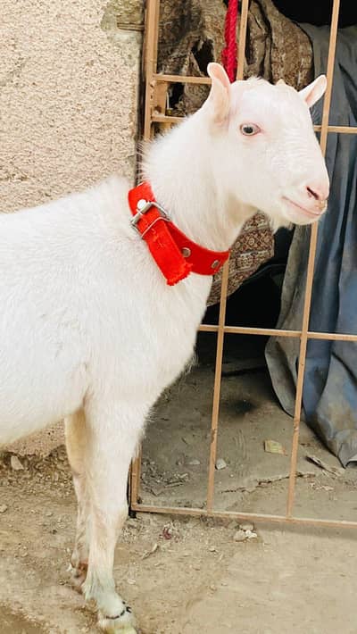 Gulabi tedda white eyes