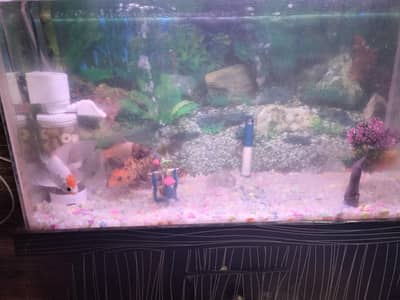 Fish and tank For sell
