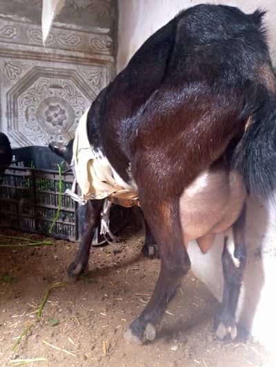 Teddy bakri 2 Nar bacchon ke sath for sel