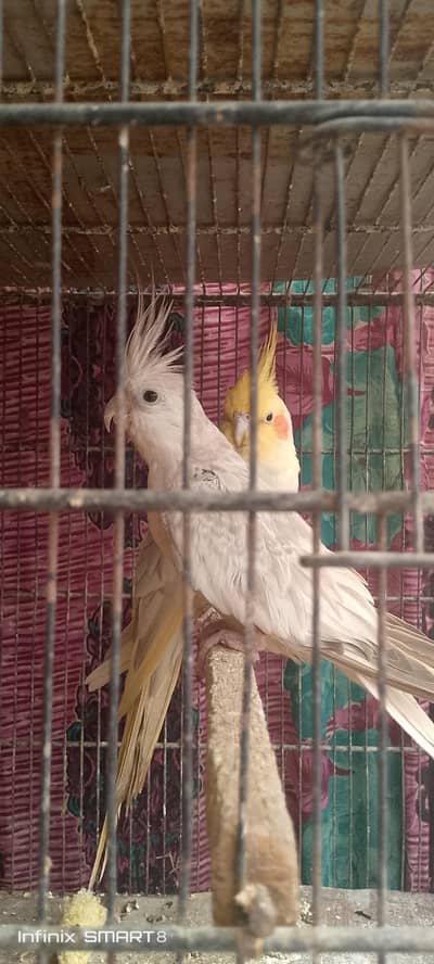 healthy and active cocktail pairs