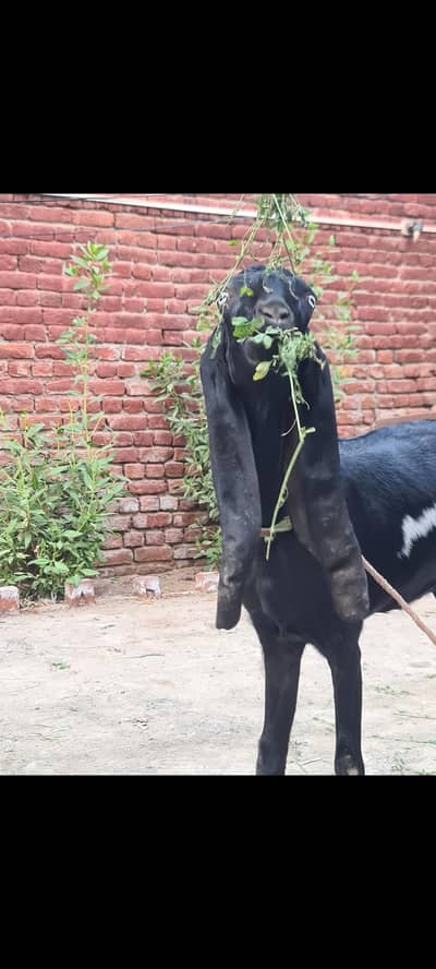 Nagri Betal  Bakri best qulity