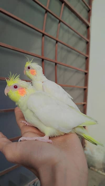 Handtamed Cocktail Common White Red Eye Near to Self