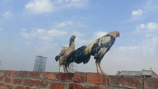 aseel trio set jawa murga and aseel females available