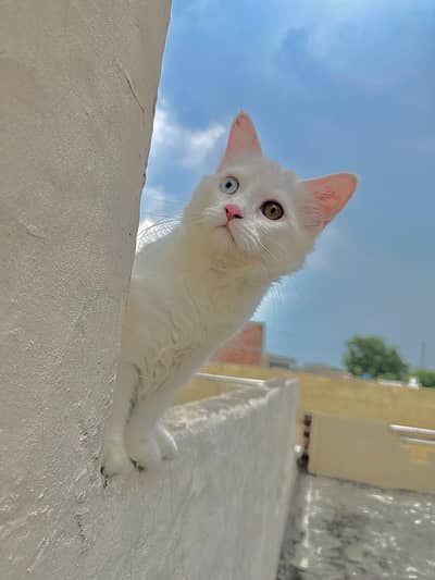 white cat