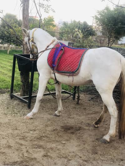 Hourse female 6 month ki ghaban hai confirm