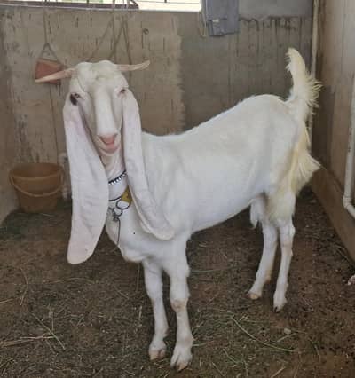 Gulabi Female and Tedda Male