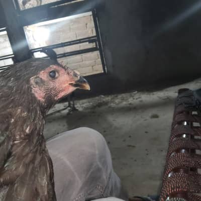 Thai pakoye+dragon trat chicks 4 chicks for sale