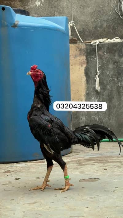 Thai Pakoyai 03204325538