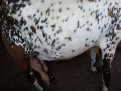 makha chini Gabban bakri