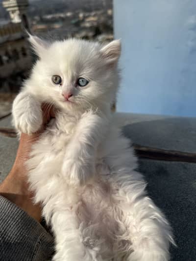 Punch Face Persian kittens for sale in Abbottabad