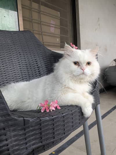 persian White Casper,male